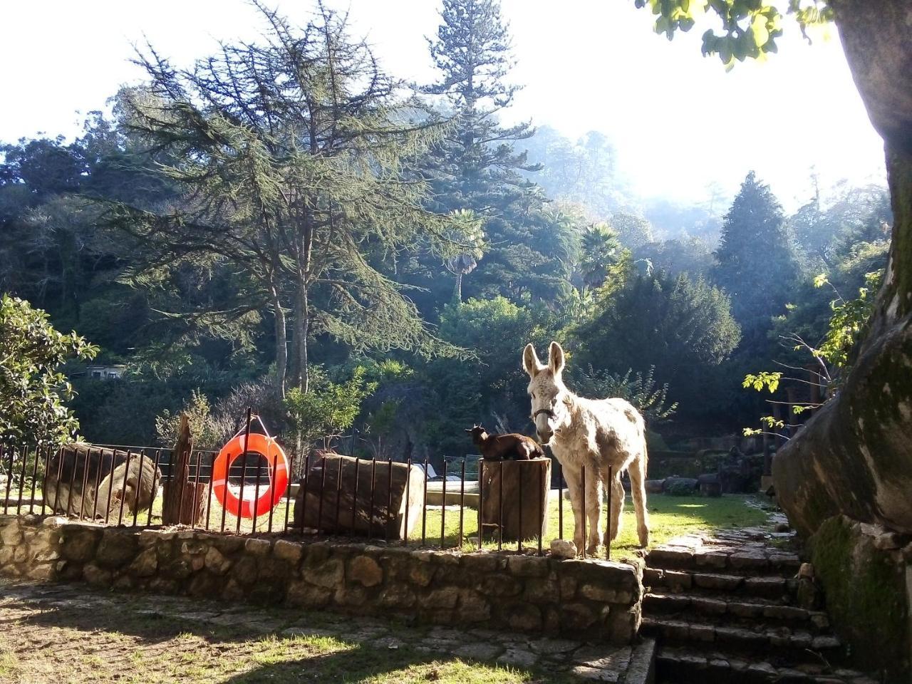 Hotel Quinta Do Castanheiro Sintra Exterior foto